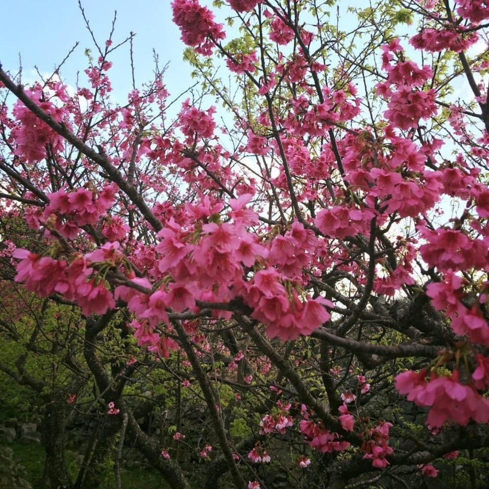 Meet your Posher, Mari